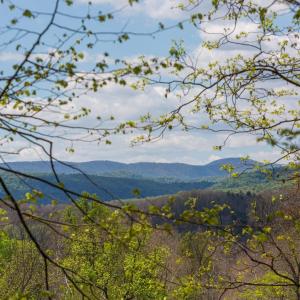 Close to/on the property line. Can have this view with removal of some trees.