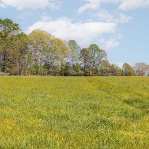 Photo #30 of CEDAR PLAINS RD, SANDY HOOK, VA 95.2 acres