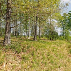 Photo #45 of TBD CEDAR PLAINS RD, SANDY HOOK, VA 95.2 acres