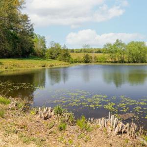 Photo #25 of TBD CEDAR PLAINS RD, SANDY HOOK, VA 95.2 acres
