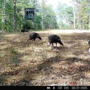 Photo #31 of 24.97 ac STRIBLING SPRINGS RD, MOUNT SOLON, VA 25.0 acres