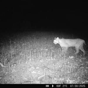 Photo #34 of 24.97 ac STRIBLING SPRINGS RD, MOUNT SOLON, VA 25.0 acres