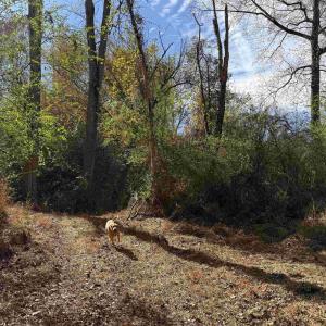 Photo #42 of BRIDGEPORT RD, ARVONIA, VA 29.4 acres