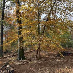 Photo #27 of BRIDGEPORT RD, ARVONIA, VA 29.4 acres