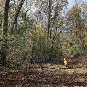 Photo #46 of BRIDGEPORT RD, ARVONIA, VA 29.4 acres