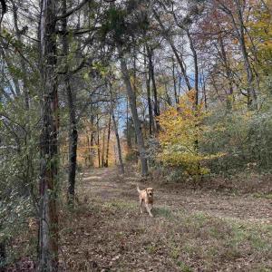 Photo #31 of BRIDGEPORT RD, ARVONIA, VA 29.4 acres
