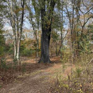 Photo #32 of BRIDGEPORT RD, ARVONIA, VA 29.4 acres