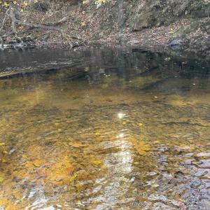 Photo #56 of BRIDGEPORT RD, ARVONIA, VA 29.4 acres