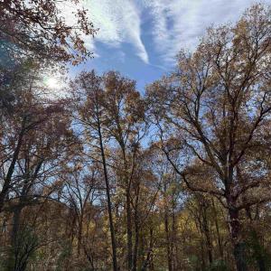 Photo #48 of BRIDGEPORT RD, ARVONIA, VA 29.4 acres