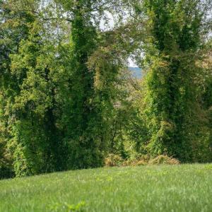 Photo #25 of GILBERT STATION RD, BARBOURSVILLE, VA 7.7 acres