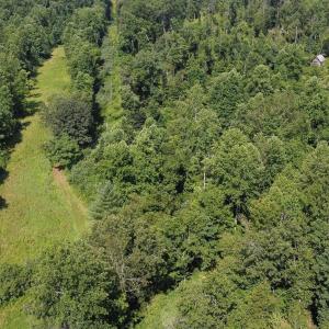 Photo #3 of WILLOW BRANCH LN, FABER, VA 17.3 acres