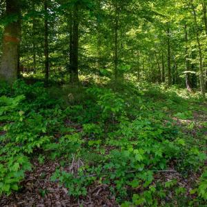 Photo #13 of 255 CEDAR GLEN CLOSE, NELLYSFORD, VA 0.4 acres
