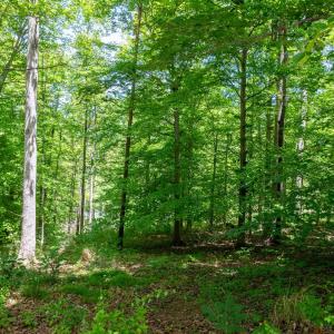 Photo #14 of 255 CEDAR GLEN CLOSE, NELLYSFORD, VA 0.4 acres