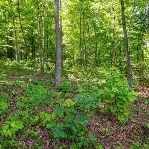 Photo #12 of 255 CEDAR GLEN CLOSE, NELLYSFORD, VA 0.4 acres