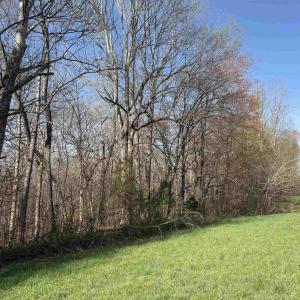 Photo #16 of PAYNES POND RD, SCOTTSVILLE, VA 118.0 acres