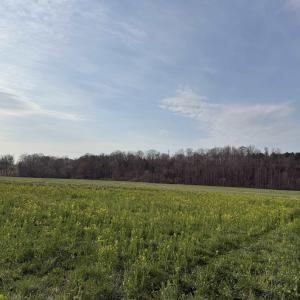 Photo #33 of PAYNES POND RD, SCOTTSVILLE, VA 118.0 acres