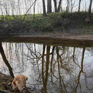 Photo #39 of PAYNES POND RD, SCOTTSVILLE, VA 118.0 acres