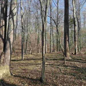 Photo #19 of PAYNES POND RD, SCOTTSVILLE, VA 118.0 acres