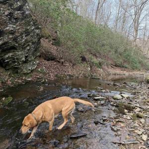 Photo #51 of PAYNES POND RD, SCOTTSVILLE, VA 118.0 acres