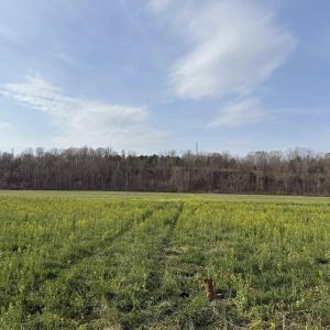 Photo #34 of PAYNES POND RD, SCOTTSVILLE, VA 118.0 acres