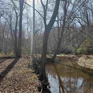 Photo #5 of PAYNES POND RD, SCOTTSVILLE, VA 118.0 acres