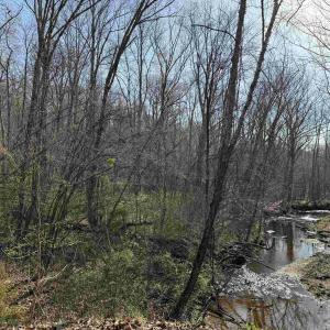Photo #27 of PAYNES POND RD, SCOTTSVILLE, VA 118.0 acres