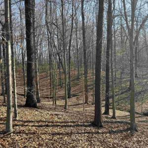 Photo #26 of PAYNES POND RD, SCOTTSVILLE, VA 118.0 acres