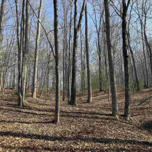 Photo #17 of PAYNES POND RD, SCOTTSVILLE, VA 118.0 acres