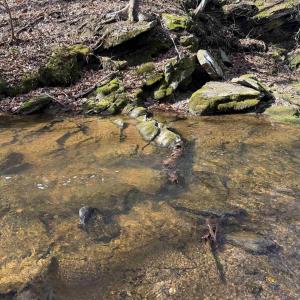 Photo #21 of PAYNES POND RD, SCOTTSVILLE, VA 118.0 acres