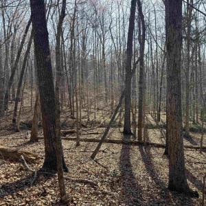 Photo #25 of PAYNES POND RD, SCOTTSVILLE, VA 118.0 acres