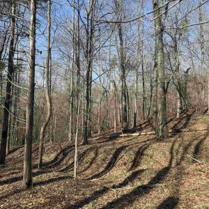 Photo #18 of PAYNES POND RD, SCOTTSVILLE, VA 118.0 acres