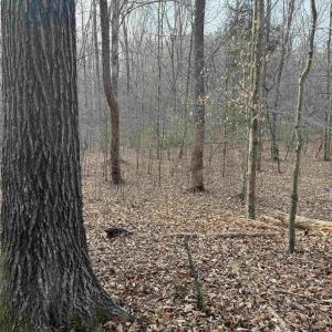 Photo #53 of PAYNES POND RD, SCOTTSVILLE, VA 118.0 acres