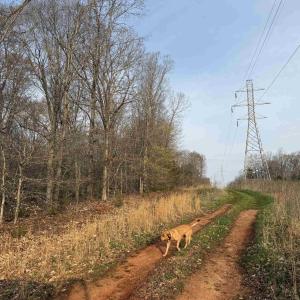 Photo #54 of PAYNES POND RD, SCOTTSVILLE, VA 118.0 acres