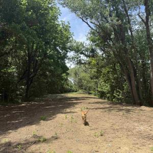 Photo #65 of PAYNES POND RD, SCOTTSVILLE, VA 118.0 acres