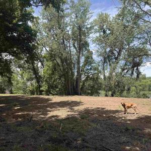 Photo #9 of PAYNES POND RD, SCOTTSVILLE, VA 118.0 acres