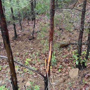 Photo #19 of BLACK ROCK LN, INDEPENDENCE, VA 82.0 acres