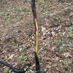 Photo #23 of BLACK ROCK LN, INDEPENDENCE, VA 82.0 acres
