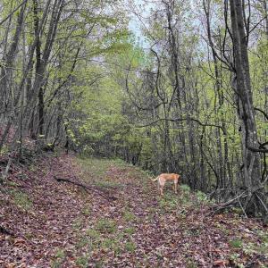 Photo #28 of BLACK ROCK LN, INDEPENDENCE, VA 82.0 acres
