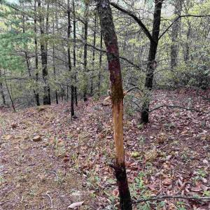 Photo #18 of BLACK ROCK LN, INDEPENDENCE, VA 82.0 acres