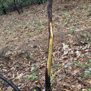 Photo #20 of BLACK ROCK LN, INDEPENDENCE, VA 82.0 acres