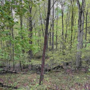 Photo #9 of BLACK ROCK LN, INDEPENDENCE, VA 82.0 acres