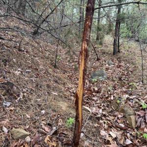 Photo #14 of BLACK ROCK LN, INDEPENDENCE, VA 82.0 acres