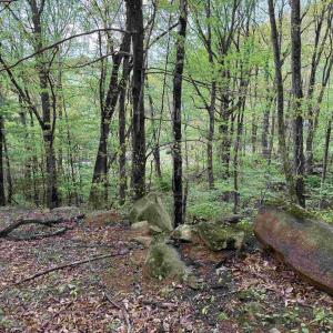 Photo #2 of BLACK ROCK LN, INDEPENDENCE, VA 82.0 acres