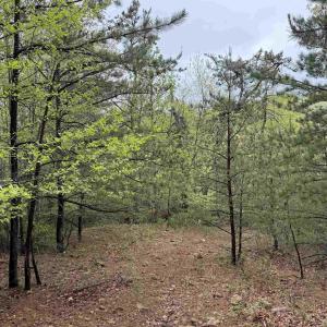 Photo #30 of BLACK ROCK LN, INDEPENDENCE, VA 82.0 acres