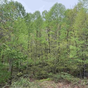 Photo #7 of BLACK ROCK LN, INDEPENDENCE, VA 82.0 acres