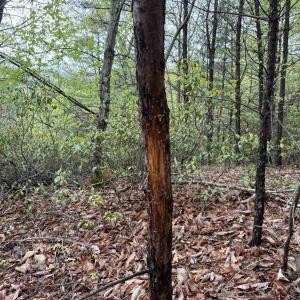 Photo #17 of BLACK ROCK LN, INDEPENDENCE, VA 82.0 acres