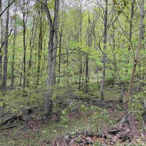 Photo #10 of BLACK ROCK LN, INDEPENDENCE, VA 82.0 acres