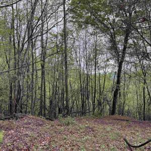 Photo #27 of BLACK ROCK LN, INDEPENDENCE, VA 82.0 acres