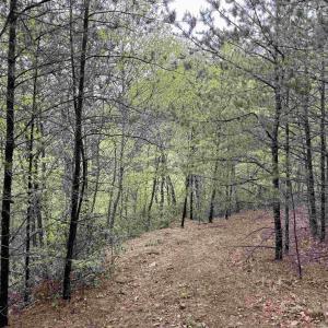 Photo #13 of BLACK ROCK LN, INDEPENDENCE, VA 82.0 acres