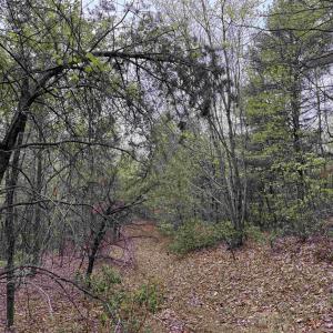 Photo #26 of BLACK ROCK LN, INDEPENDENCE, VA 82.0 acres